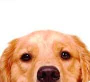 Windwalker Canine Rehabilitation